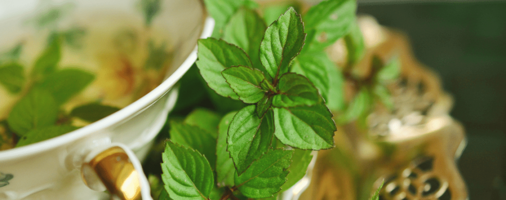 アロマで花粉症対策 花粉の季節を乗り越えるためのエッセンシャルオイル ヨーロッパ専門高級セレクトショップyoki