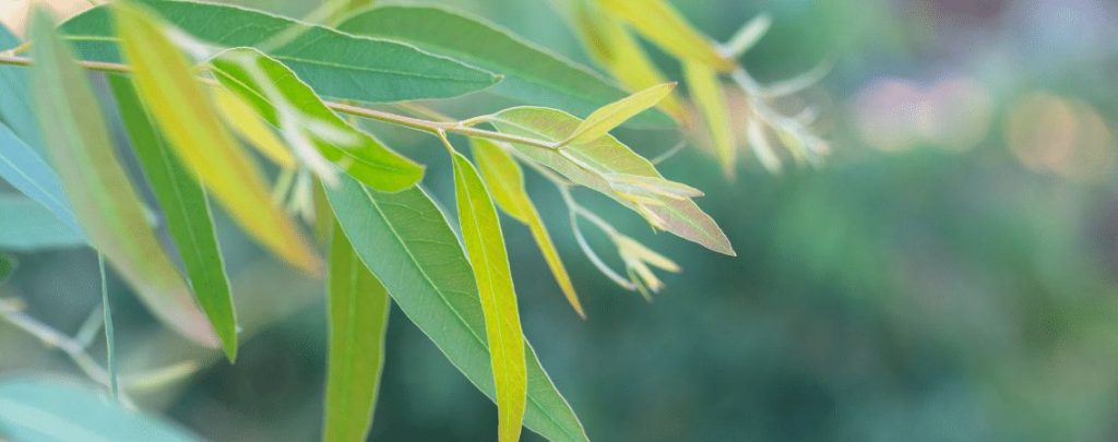 アロマで花粉症対策 花粉の季節を乗り越えるためのエッセンシャルオイル ヨーロッパ専門高級セレクトショップyoki