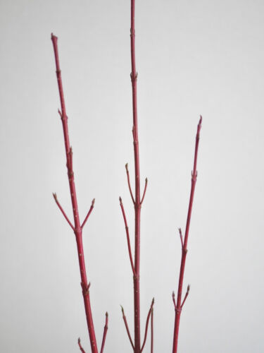 stellamyth-KADO-tate-2025autumn-20260spring9